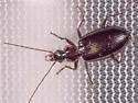 Platynus daviesi - photo 3