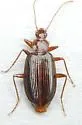 Platynus daviesi - photo 4