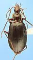 Platynus daviesi - photo 5