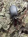 Platynus decentis - photo 2
