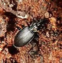 Platynus decentis - photo 3