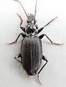 Platynus decentis - photo 4