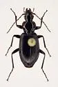 Platynus decentis - photo 5