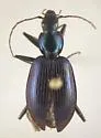 Platynus falli - photo 2