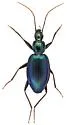 Platynus falli - photo 3