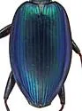 Platynus falli - photo 4