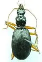 Platynus hypolithos - photo 2