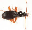 Platynus hypolithos - photo 3