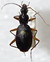 Platynus hypolithos - photo 4