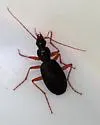 Platynus hypolithos - photo 5