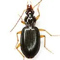 Platynus lyratus - photo 2