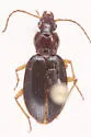 Platynus lyratus - photo 3