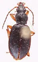 Platynus lyratus - photo 4