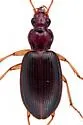 Platynus lyratus - photo 5