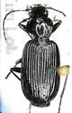 Platynus mannerheimii - Platynus mannerheimi