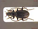 Platynus mannerheimii - photo 2
