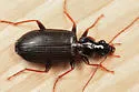 Platynus opaculus - Platynus opaculus