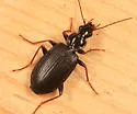 Platynus opaculus - photo 2
