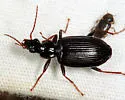 Platynus opaculus - photo 3