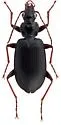 Platynus opaculus - photo 4