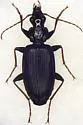 Platynus opaculus - photo 5