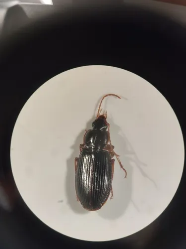 Platynus ovatulus - photo 2