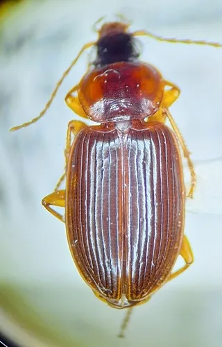 Platynus ovatulus - photo 3