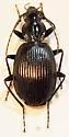 Platynus ovipennis - photo 2