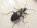 Platynus ovipennis - photo 3