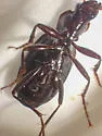 Platynus ovipennis - photo 4