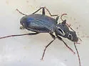 Platynus ovipennis - photo 5