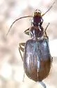 Platynus parmarginatus - photo 2