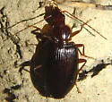 Platynus parmarginatus - photo 3