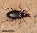 Platynus rufiventris - photo 2