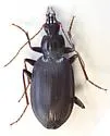 Platynus rufiventris - photo 3
