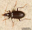 Platynus rufiventris - photo 4