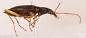 Platynus tenuicollis - photo 2