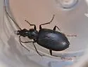 Platynus tenuicollis - photo 3