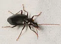 Platynus tenuicollis - photo 4