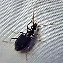 Platynus tenuicollis - photo 5