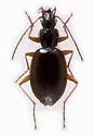 Platynus trifoveolatus - photo 2