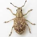 Platyomus flexicaulis - photo 2