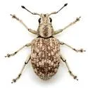 Platyomus flexicaulis - photo 3