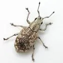 Platyomus flexicaulis - photo 4