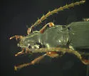 Platypatrobus lacustris - photo 3