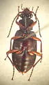 Platypatrobus lacustris - photo 4