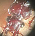Platypatrobus lacustris - photo 5