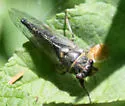 Salmonfly