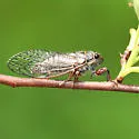 Salmonfly - photo 2