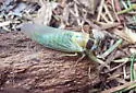 Salmonfly - photo 4